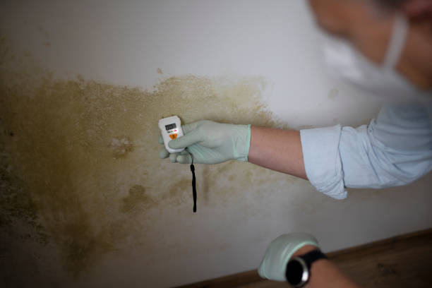 Best Affordable Mold Removal  in Glendale, OH