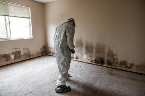 Certified Mold Removal in Glendale, OH