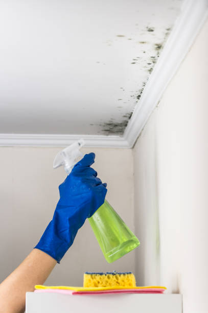 Best Toxic Mold Removal  in Glendale, OH